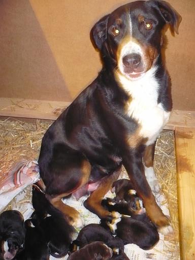 hunde_01.jpg