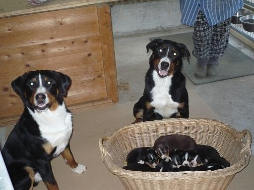 hunde_02.jpg