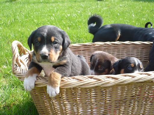 hunde_03.jpg