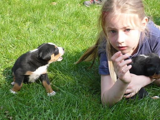 hunde_04.jpg