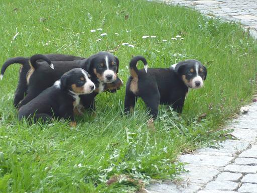 hunde_05.jpg