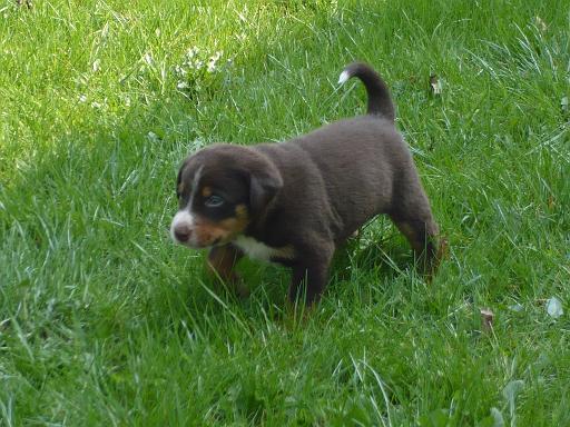 hunde_06.jpg