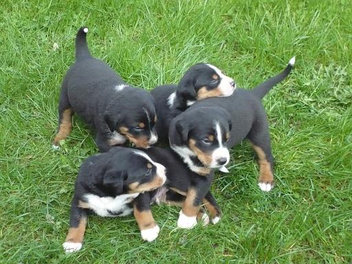 hunde_07.jpg