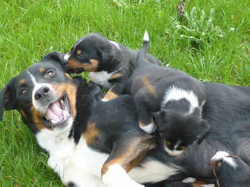 hunde_08.jpg