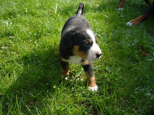hunde_09.jpg