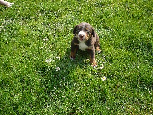 hunde_10.jpg